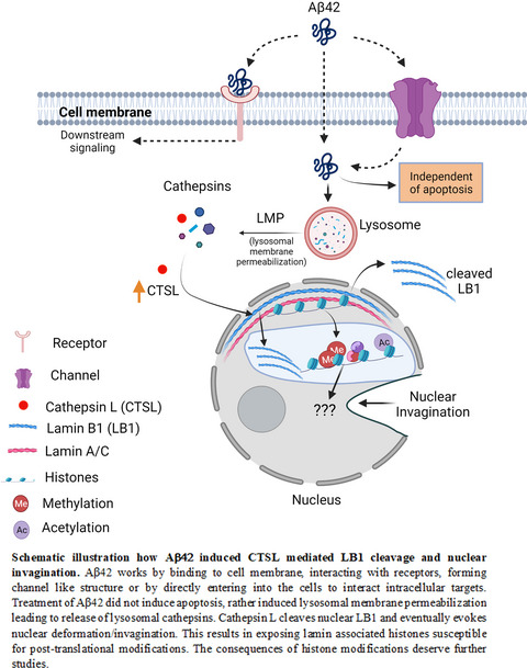 Regulatory role of cathepsin L in induction of nuclear laminopathy in Alzheimer’s disease