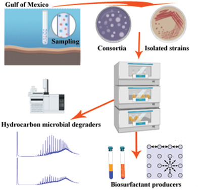 Microbial prospection of communities that produce biosurfactants from the water column and sediments of the Gulf of Mexico