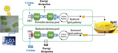 The effects of exogenous cerium on photosystem II as probed by in vivo chlorophyll fluorescence and lipid production of Scenedesmus obliquus XJ002