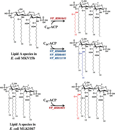 Identification of four secondary acyltransferases for lipid A biosynthesis in Vibrio parahaemolyticus