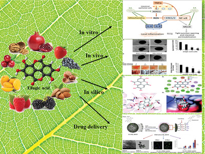 Ellagic acid as a potent anticancer drug: A comprehensive review on in vitro, in vivo, in silico, and drug delivery studies