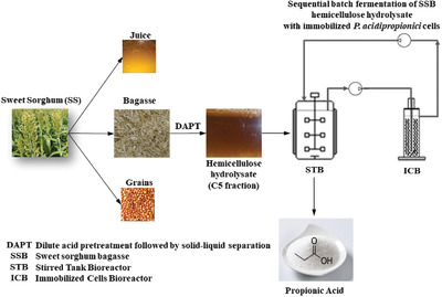 Improving propionic acid production from a hemicellulosic hydrolysate of sorghum bagasse by means of cell immobilization and sequential batch operation