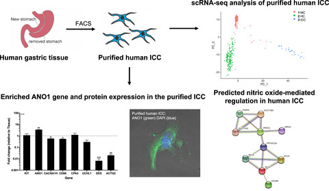 Single‐cell RNA sequencing predicts motility networks in purified human gastric interstitial cells of Cajal