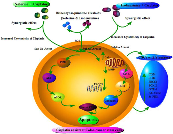 Reversal of cisplatin resistance by neferine/isoliensinine and their combinatorial regimens with cisplatin‐induced apoptosis in cisplatin‐resistant colon cancer stem cells (CSCs)
