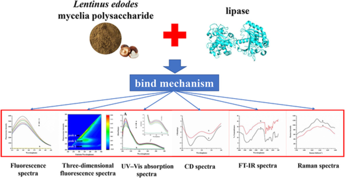 Binding mechanism of lipase with Lentinus edodes mycelia polysaccharide by multi‐spectroscopic methods