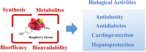 Potential metabolic activities of raspberry ketone