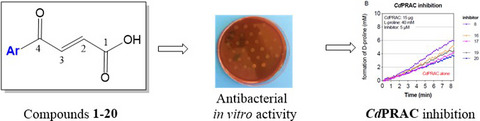 Irreversible inhibitors of the proline racemase (PRAC) unveil innovative mechanism of action as antibacterial against Clostridioides difficile