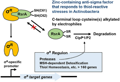 Activity modulation of anti‐sigma factor via cysteine alkylation in Actinobacteria