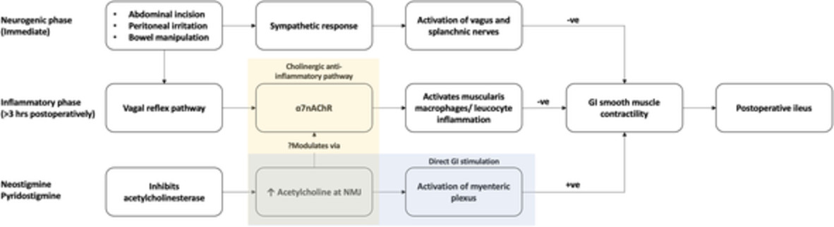The impact of acetylcholinesterase inhibitors on ileus and gut motility following abdominal surgery: a clinical review