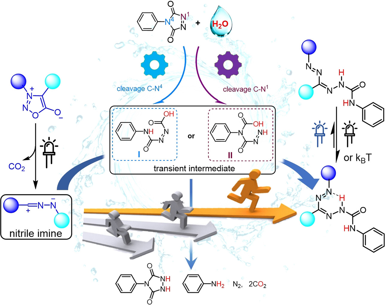 Water‐Involved Ring‐Opening of 4‐Phenyl‐1,2,4‐triazoline‐3,5‐dione for “Photo‐Clicked” Access to Carbamoyl Formazan Photoswitches In Situ