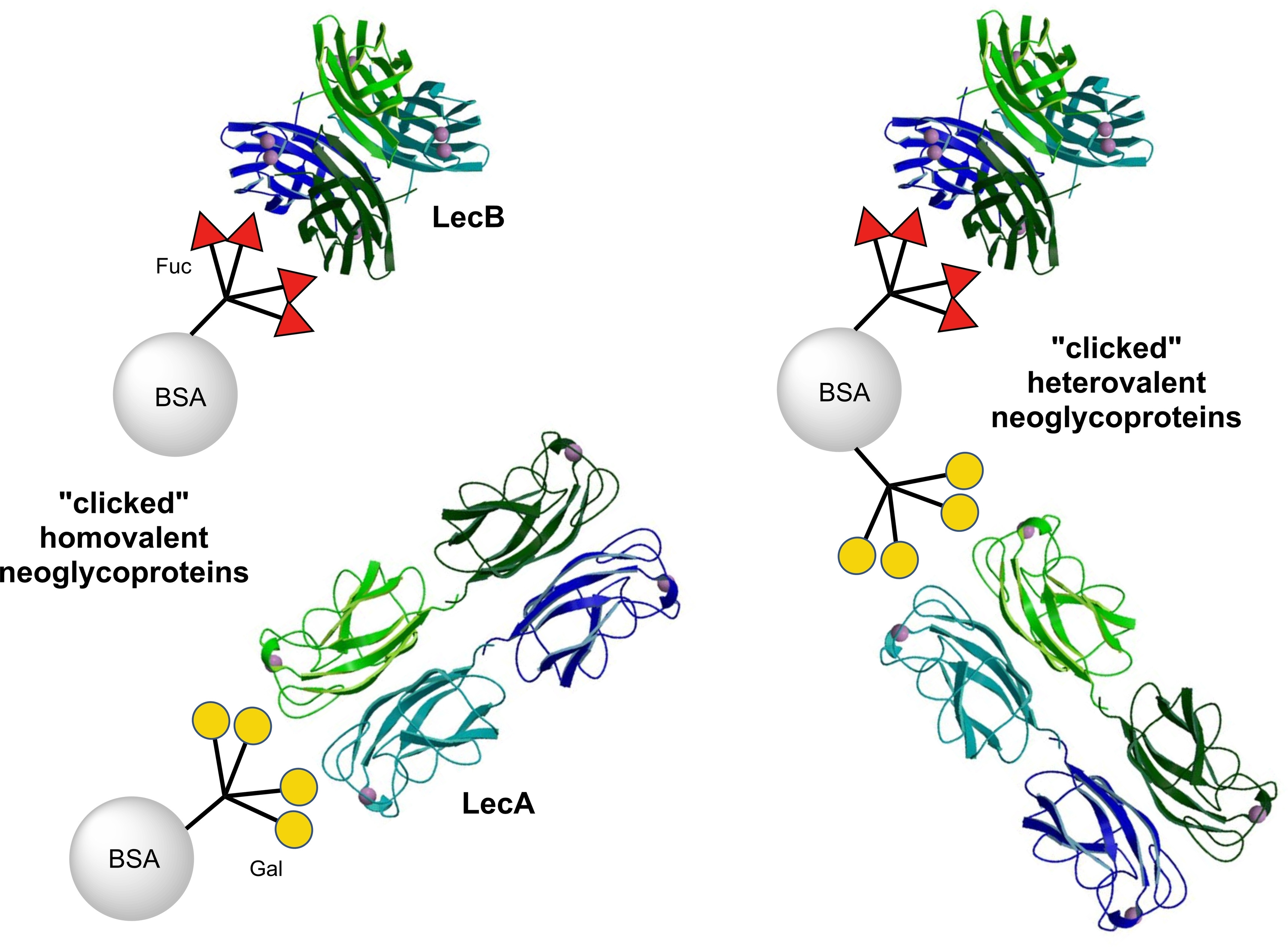 Homo‐ and Heterovalent Neoglycoproteins as Ligands for Bacterial Lectins