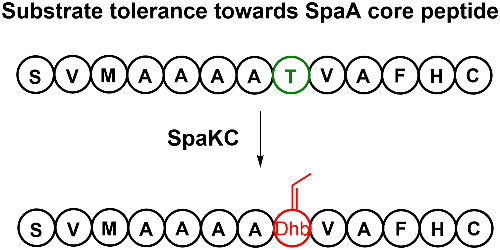 Substrate plasticity of dehydratase SpaKC from the biosynthesis of thiosparsoamide