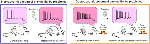 Homeostatic regulation of neuronal excitability by probiotics in male germ‐free mice