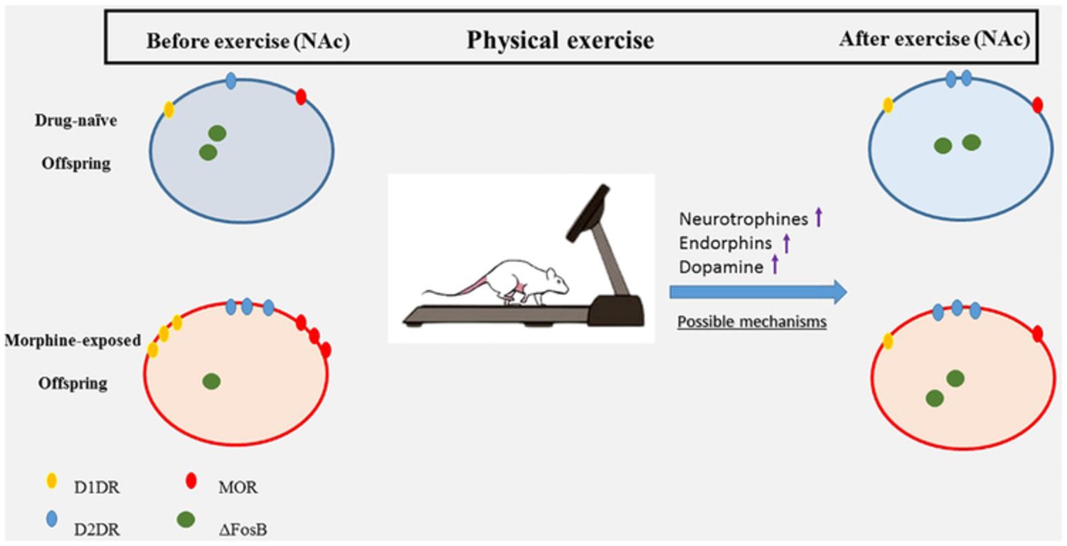 Exercise can restore behavioural and molecular changes of intergenerational morphine effects