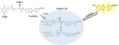 Luminogenic D‐Luciferin Derivatives as OATP1B1 and 1B3 Substrates in No‐wash Assays†