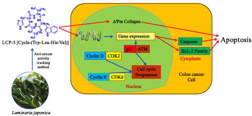 Laminaria japonica cyclic peptides exert anti‐colorectal carcinoma effects through apoptosis induction in vitro and in vivo