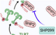 Allosteric inhibition of SHP2 uncovers aberrant TLR7 trafficking in aggravating psoriasis