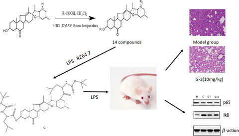 Study the Mechanism of Peimisine Derivatives on NF‐κB Inflammation Pathway on Mice with Acute Lung Injury Induced by LPS
