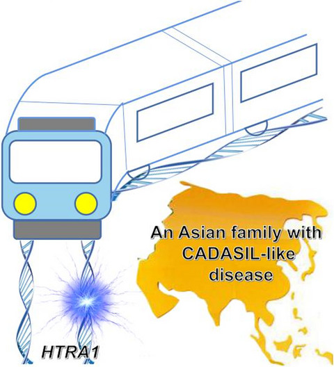 A novel heterozygous HTRA1 mutation in an Asian family with CADASIL‐like disease
