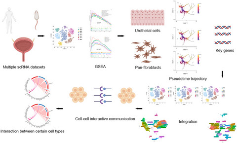 Understanding of mouse and human bladder at single‐cell resolution: integrated analysis of trajectory and cell‐cell interactive networks based on multiple scRNA‐seq datasets