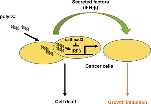 PolyI:C attenuates transforming growth factor‐β signaling to induce cytostasis of surrounding cells by secreted factors in triple‐negative breast cancer