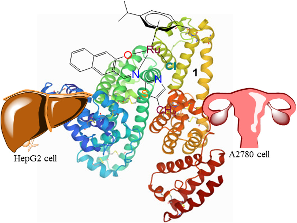 Organometallic (η6‐p‐cymene)ruthenium(II) complexes with thiazolyl‐based organic twigs: En route towards targeted delivery via human serum albumin of the potential anticancer agents