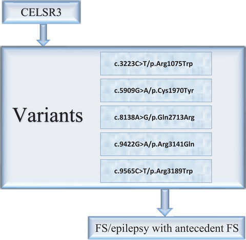CELSR3 variants are associated with febrile seizures and epilepsy with antecedent febrile seizures