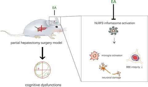 Electroacupuncture ameliorates postoperative cognitive dysfunction and associated neuroinflammation via NLRP3 signal inhibition in aged mice