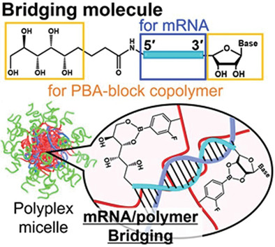 Bridging mRNA and Polycation Using RNA Oligonucleotide Derivatives Improves the Robustness of Polyplex Micelles for Efficient mRNA Delivery