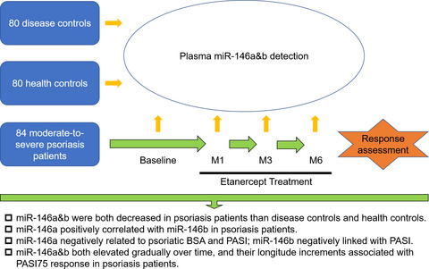 MicroRNA‐146a and microRNA‐146b deficiency correlates with exacerbated disease activity, and their longitude increment relates to etanercept response in psoriasis patients