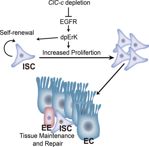 ClC‐c regulates the proliferation of intestinal stem cells via the EGFR signalling pathway in Drosophila
