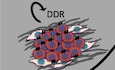 Targeting Discoidin Domain Receptors DDR1 and DDR2 overcomes matrix‐mediated tumor cell adaptation and tolerance to BRAF‐targeted therapy in melanoma