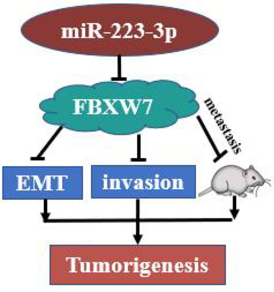 miR‐223‐3p targets FBXW7 to promote epithelial‐mesenchymal transition and metastasis in breast cancer