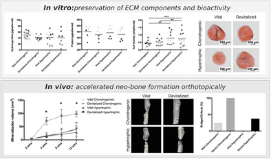 Acceleration of Bone Regeneration Induced by a Soft‐Callus Mimetic Material