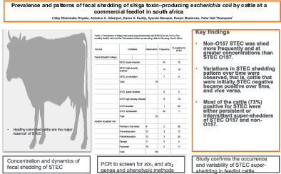 Prevalence and patterns of fecal shedding of Shiga toxin–producing Escherichia coli by cattle at a commercial feedlot in South Africa