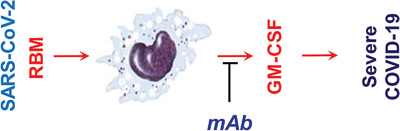 Monoclonal antibodies capable of binding SARS‐CoV‐2 spike protein receptor‐binding motif specifically prevent GM‐CSF induction