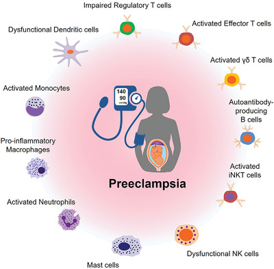 Cellular immune responses in the pathophysiology of preeclampsia