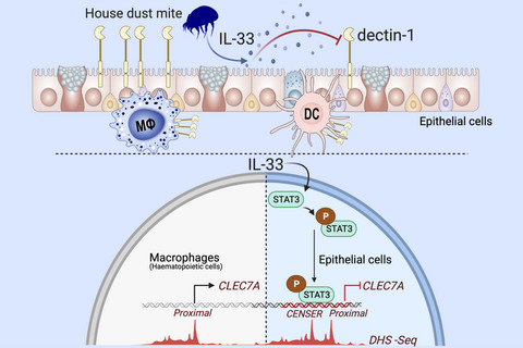 Epigenetic regulation of epithelial dectin‐1 through an IL‐33‐STAT3 axis in allergic disease
