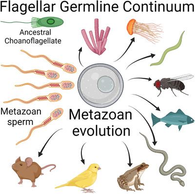 The flagellar germ‐line hypothesis: How flagellate and ciliate gametes significantly shaped the evolution of organismal complexity