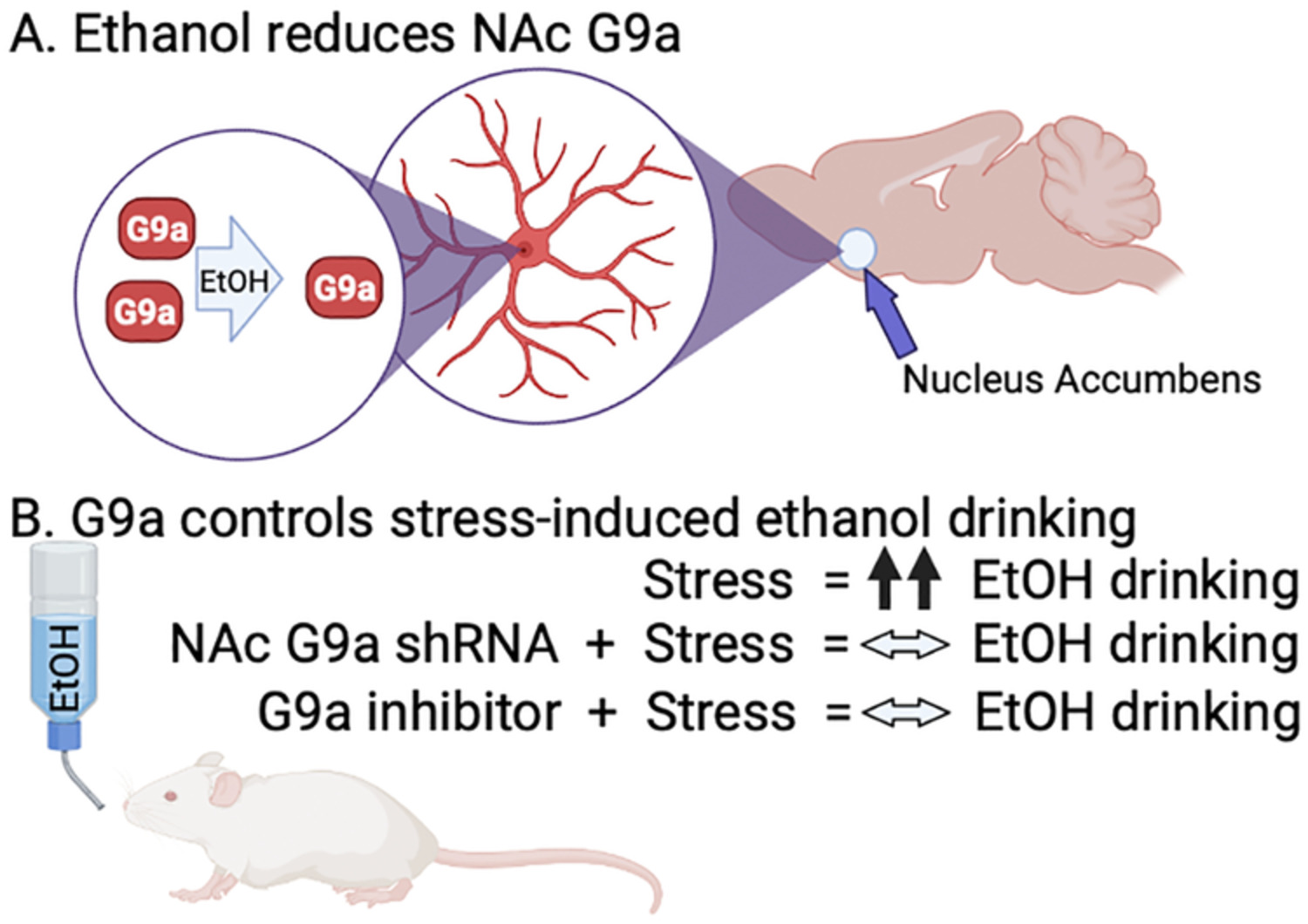 The histone methyltransferase G9a mediates stress‐regulated alcohol drinking