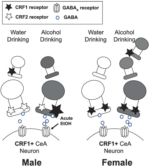 Sex‐specific plasticity in CRF regulation of inhibitory control in central amygdala CRF1 neurons after chronic voluntary alcohol drinking