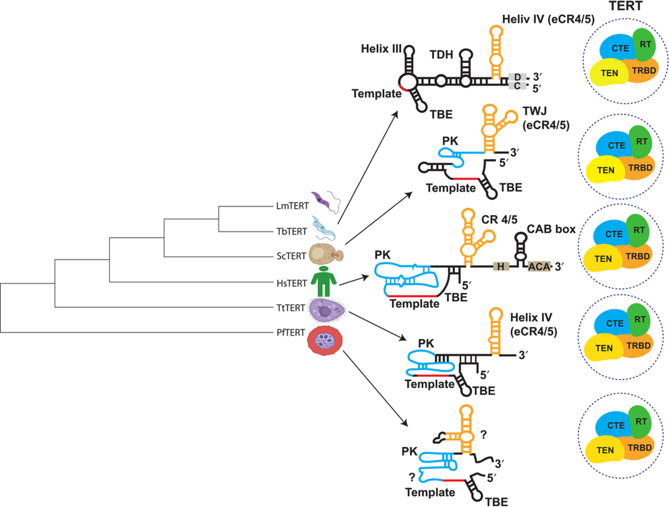 Telomerase ribonucleoprotein and genome integrity—An emerging connection in protozoan parasites