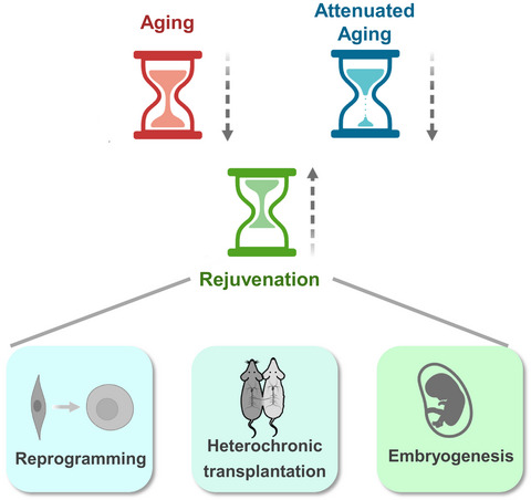 Emerging rejuvenation strategies—Reducing the biological age