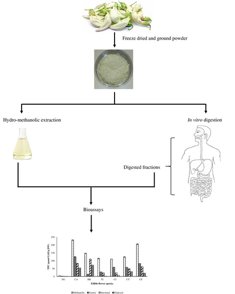 Digestive recovery of polyphenols, antioxidant activity, and anti‐inflammatory activity of selected edible flowers from the family Fabaceae