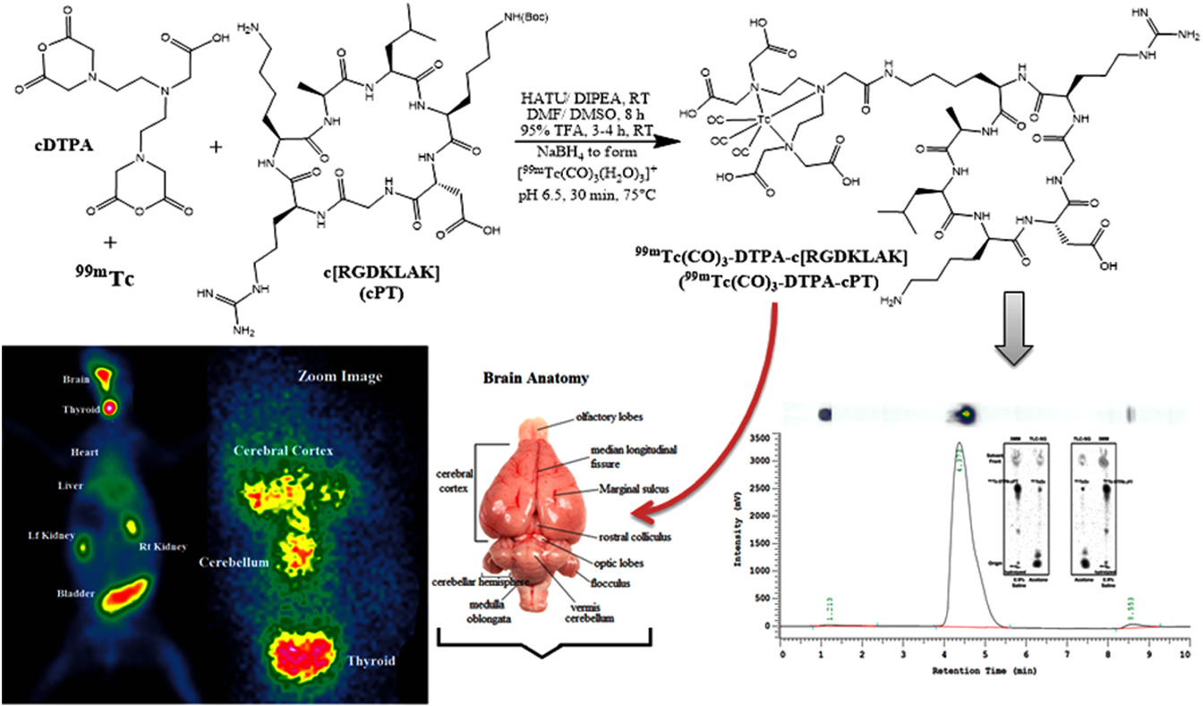 Preclinical assessment of Alzheimer's disease using novel designed 99mTc‐labeled RGD‐based pro‐apoptotic cyclic peptide as a promising SPECT agent