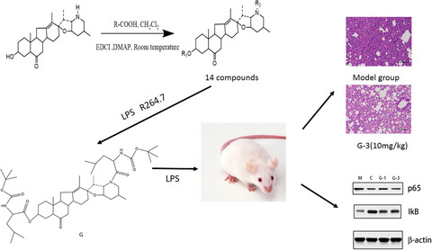 Study the mechanism of peimisine derivatives on NF‐κB inflammation pathway on mice with acute lung injury induced by lipopolysaccharide