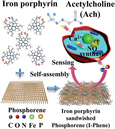 Sandwiching Phosphorene with Iron Porphyrin Monolayer for High Stability and Its Biomimetic Sensor to Sensitively Detect Living Cell Released NO