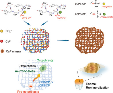 Phosphorylated and Phosphonated Low‐Complexity Protein Segments for Biomimetic Mineralization and Repair of Tooth Enamel