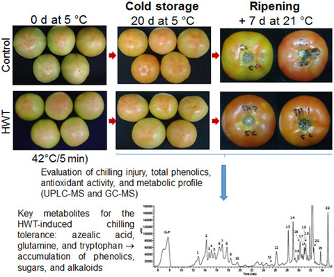 Metabolic changes associated with chilling injury tolerance in tomato fruit with hot water pretreatment