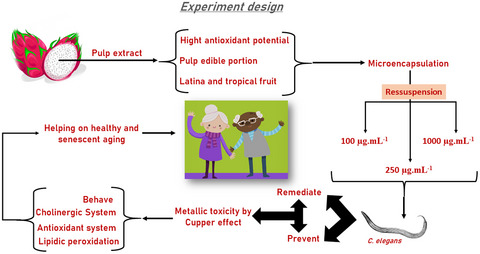 Pitaya fruit extract ameliorates the healthspan on copper‐induced toxicity of Caenorhabditis elegans